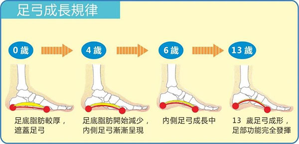 足弓成长规律